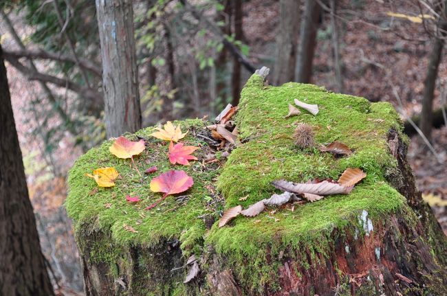 10月の山登りは折角那須まで足を伸ばしたのに風に負けて登頂を断念。その為消化不良でウズウズしていたantaba夫婦。今回も予定していた土曜日は雨だった為、急遽日曜日に日程を変更して奥多摩の日本二百名山の一つ大岳山に向かった。<br /><br />首都高速道路新宿線　永福IC～中央自動車　八王子IC<br /><br />御岳登山鉄道　滝本駅～御岳山駅