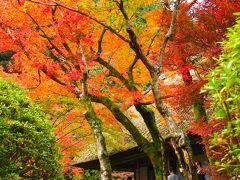 九年庵（くねんあん）　佐賀・紅葉と庭一面に広がる緑の苔のコントラスが鮮やか