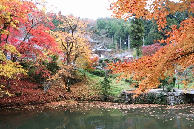 丹波篠山の紅葉は、例年見頃の時期。<br />しかも紅葉情報では見頃とのことで丹波篠山の有名なお寺の紅葉を巡って来ました。<br />今回行った場所は、<br />①.足利尊氏ゆかりの岩屋山石龕寺(セキガンジ)<br />②.真言宗大覚寺派別格本山 弘浪山 高山寺<br />③.永谷山 円通寺<br />④.篠山の宝鏡山洞光寺(トウコウジ)<br />の4個所。<br />どこも紅葉の見事なお寺です。<br />ただ、どのお寺も紅葉の見頃がちょっとすぎた状態でした。<br />それでも黄や赤色の落ち葉が積もってとてもきれいでした。 <br />表紙の写真は洞光寺の紅葉です。