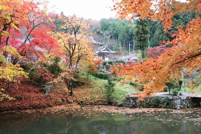 ちょっと遅れた丹波篠山の紅葉　でも落ち葉の紅葉がきれいでした