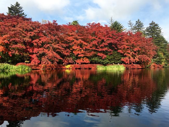 紅葉はもう終わってるかな、と思ってましたが、丁度最盛期でした(^^)<br />トンボの湯に行ってみたいね～から計画がスタートした一泊二日の旅です<br />１日目北陸発～北陸新幹線～軽井沢～ハルニレテラス～トンボの湯～ホテルマロウド軽井沢泊<br />2日目レンタサイクルで雲場池～バスで白糸の滝～旧軽井沢散策～軽井沢プリンスショッピングプラザ～北陸新幹線で帰路