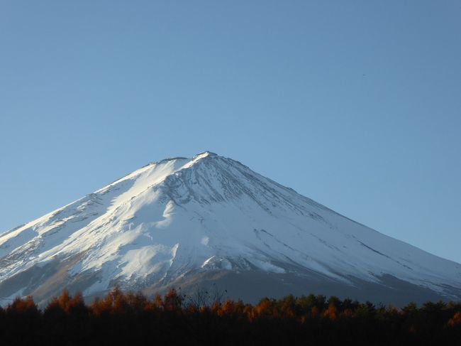 11月9日-13日の4泊5日、伊豆と富士五湖へ行きました♪<br />愛犬と一緒に温泉とグルメと紅葉を楽しんできました♪<br /><br />☆Ｖｏｌ１７：第４日目（１１月１２日）河口湖♪<br />「レジーナリゾート富士」のメゾネットタイプ露天風呂付きの部屋。<br />気持ちよく目覚め。<br />窓に目をやると晴れている。<br />朝の散歩をしよう。<br />「レジーナリゾート富士」から富士山へ向かい、<br />歩く。<br />視界が開けると真っ白な富士山。<br />朝日に浴びて輝くその姿は神々しい。<br />ゆったりと眺めて♪