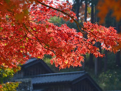 虹の郷で紅葉を見て来ました(1) 2016.11.16