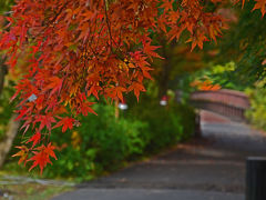 虹の郷で紅葉を見て来ました(3) 2016.11.16