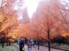 兵庫、六甲山の紅葉を追って！