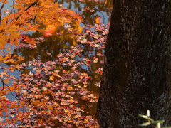 落ち葉を求めて、今年最後の紅葉、棚倉町へ