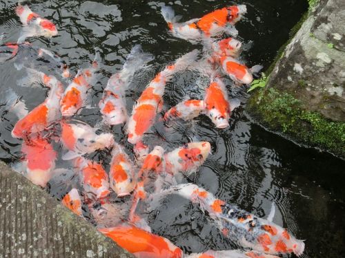 ふっこう割」でぽっかぽか 宮崎＆飫肥』宮崎県の旅行記・ブログ by