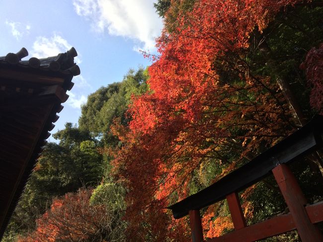 光に透けた紅葉が美しい。<br /><br />JR山崎駅から小倉神社経由で天王山の山頂へ。<br />少し下り、７合目にある青木葉谷展望台にて<br />本日の山Cafe♪<br /><br />ナメてかかっていた…<br />小倉神社から天王山の山頂までは<br />かなり山登った感あり◎<br /><br />歴史好きにはたまらない場所だろう。