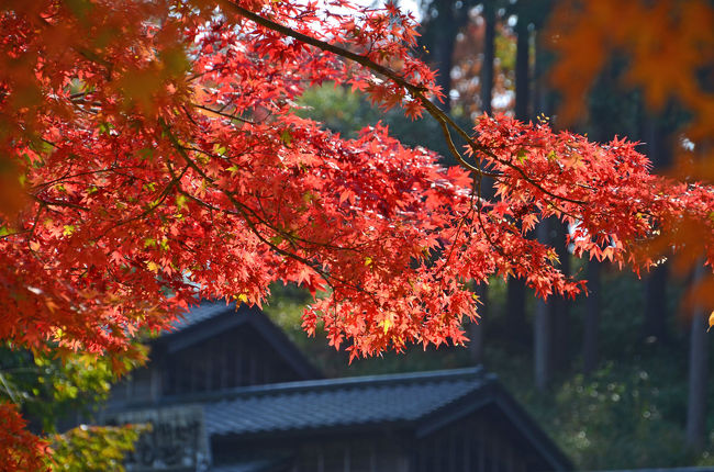 そろそろ虹の郷の紅葉が始まっているのでは…と思い、出掛けてみました。<br />園内をゆっくり一周して紅葉を中心に撮影してきましたが、枚数が多くなってしまいましたので3つに分けました。<br />今回はその1です。<br /><br />★虹の郷のHPです。<br />http://www.nijinosato.com/