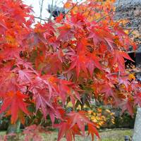 京都２泊３日～紅葉と街歩きと甘いもの～