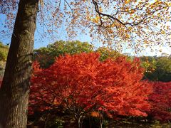 織姫山もみじ谷の紅葉_2016_一部遅めでしたが、全体的には見頃でした。（栃木県・足利市）