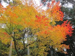 京都紅葉２０１６（一乗寺ツアー）