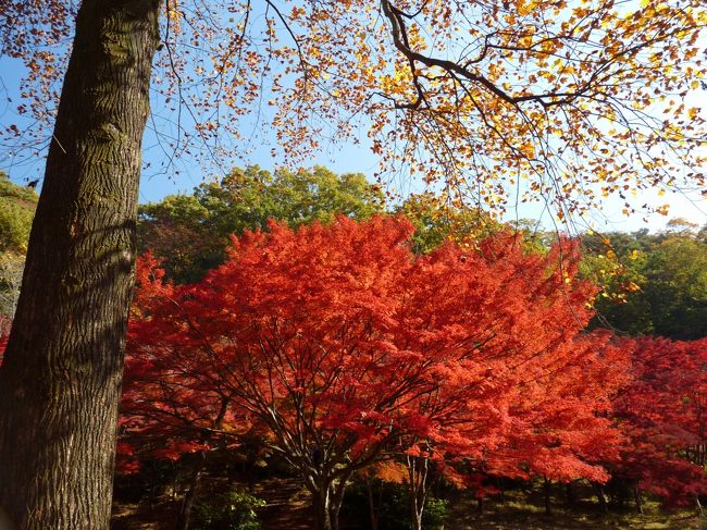 足利市街地の西にある織姫山の西側の斜面に「もみじ谷」があります。織姫山の西側というと、梅園として有名な「西渓園」がありますが、「もみじ谷」はその南側に位置します。<br /><br />「もみじ谷」は織姫公園の一角で、織姫山の東側から山頂のレストランへ登る道の途中から、西側へ歩きます。<br /><br />ネット情報によると、平年の見頃は１１月２０日頃とのことでしたが、お天気が良かったので、この日に行ってみました。<br />行ってみると、紅葉はほぼ見頃で、決して早すぎることはなく、真っ赤な紅葉と青い空とのコントラストを楽しむことができました。<br />一部の樹では、先端の葉が枯れ始めているものもありましたので、若干遅かったのかもしれません。