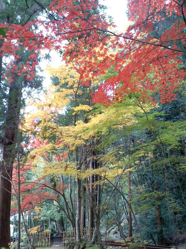 秋晴の1日、西武鉄道に揺られてのんびりと、東郷公園に紅葉見物へ出かけました。東郷公園は、秩父御嶽神社の神域内にあり、まあ実質的には同じ場所をさします。何年か前に2度程行ったことがありますが、少し間があいたのでまた行きたくなったのでした。<br />当日、思いのほかよい天気になったため、下車した「吾野」駅から、反対方向の「関八州見晴し台」に登ろうか、ちょっと迷いました。こちらも高山不動の大イチョウや、見晴し台直下のモミジ林が美しく、なお且つ天気が良いと周囲に大展望が開ける所なので、行きたい気持ちに...でも「山」は熊出没が怖かったのと（単独だったし）、今日の体調から「登山」ちょっとキツイかなと思い、当初の計画どおり東郷公園へと足をはこびました。