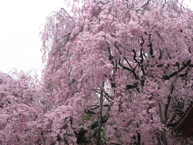 １日目：比叡山延暦寺→円山公園　２日目：蹴上インクライン→平安神宮→哲学の道→南禅寺→鶴橋　３日目：京都御所→二条城→神泉苑