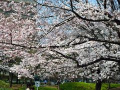 リハビリと桜　１