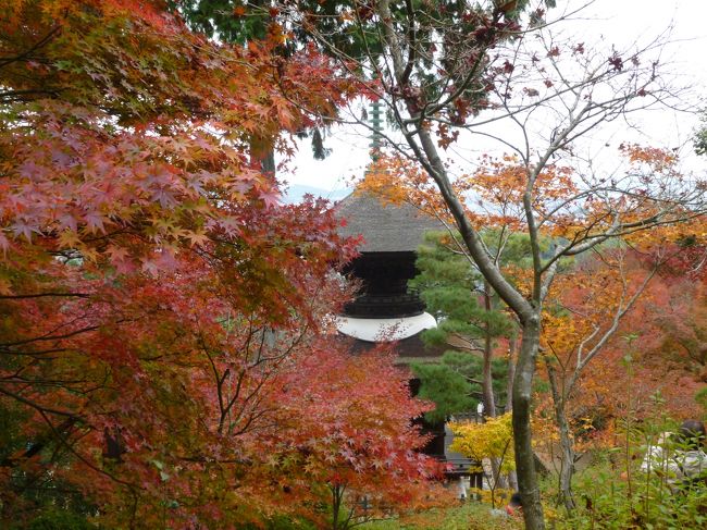 昨日は清水寺のライトアップが激コミでやや不完全燃焼(;^_^A<br />京都の彩はこんなものじゃない！鮮やかなオレンジ、真っ赤な紅、光り輝く黄色、そんな思いを求めて最終日にちょっこと嵐山に散策に出かけました。<br />嵐山は食事難民になるくらいの人・・・でも、とってもきれいな紅葉が見れて満足です。<br />午前自宅で両親と10時のおやつを食べて、のんびり嵐山を散策、夕方には神奈川の最寄りの駅で買い物、夕方普通にお鍋を食べていた！新幹線ってすごい！交通網の発達はすごいんだ～と、変なところに感動した旅でもありました（笑）