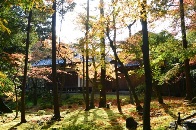 以前から行きたかった『苔寺』こと『西芳寺』。<br />苔と紅葉のコントラスが見たいと秋に行こうとずっと決めていました(^-^)<br /><br />そして2ヶ月前にハガキを出し、念願の『苔寺』へ☆<br /><br />そしてその時期に楽しみたかった翠嵐ラグジュアリーホテルにある<br />カフェ「茶寮 八翠」でのアフタヌーンティー☆*:.。. o(≧▽≦)o .。.:*☆<br />保津川を眺めながら贅沢なシチュエーションで楽しめるとあって<br />とっても楽しみにしていました♪<br /><br />とりあえずこの2つのミッションから、<br />近くにある『鈴虫寺』、『地蔵院』にも立ち寄り、<br />そして『大覚寺』でライトアップも楽しんで<br />内容の濃い日帰り京都旅となりました♪( ´▽`)<br /><br />今回の相棒は会社の同僚のKさん( ^ω^ )<br />以前に御朱印を集めていて、私が集める話をしたら、<br />また集めだした御朱印仲間です(#^.^#)<br /><br />写真が多くなったのでまずは、前編としてアップします♪<br />