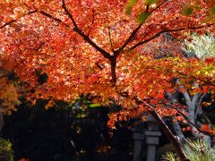 八幡の紅葉03～石清水八幡宮膝元・善法律寺の紅葉