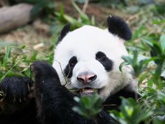 マイルでアジア周遊－DIA達成ご褒美Flight第二弾 SIN-KUL-HND編