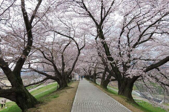 ２ｋｍに及ぶ堤防沿いの見事な桜