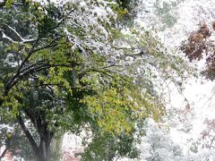 Japan　わ～い雪だヽ(＾ｏ＾)丿　昭和記念公園　November 2016　～ミツバチばあやの冒険～