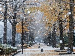 いつもの散歩道写真日記2016年11月　～宇都宮、晩秋の初雪風景～