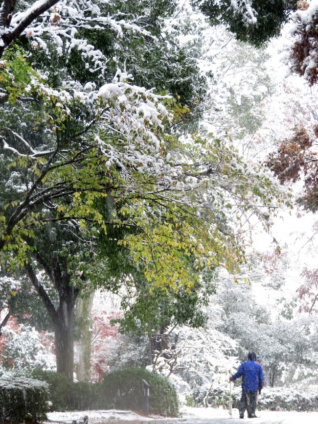 Japan　わ～い雪だヽ(＾ｏ＾)丿　昭和記念公園　November 2016　～ミツバチばあやの冒険～