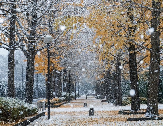 日課にしている朝のウォーキング。始めたころは、時々カメラを持ち出し、写真を撮りながら、歩くこともあったが、いつしかマンネリとなり、そんなことはやらなくなってしまった。<br />ところが、11月24日、宇都宮の天気予報は、雪！　市内にはまだ紅葉が残っている。こんな時期に初雪となるのは、4年ぶりのこと。めったにないチャンスなので、久しぶりにウォーキングコースの一つ、駅東公園で、雪と紅葉のコラボを楽しんだ。<br />午後、雪が止んでから、ちょっと足を延ばして、宇都宮市の西の郊外にある森林公園でも普段はめったに見られない雪化粧した赤川ダムも撮影してきた。<br /><br />久しぶりの散歩道写真日記である。