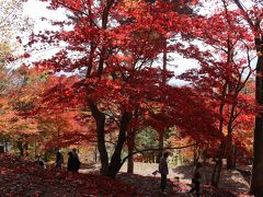 旅するイルカ♪　紅葉狩り　兵庫県　砥峰高原、福知渓谷、最上山公園、姫路城へ