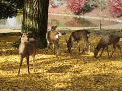 母と再チャレンジ秋の奈良☆奈良公園あたり＆近所の散歩コース☆大イチョウは全て落葉で黄色の絨毯に(^o^)／