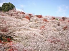 雲か雪のよう　四季桜の里の美しきコラボレーション♪