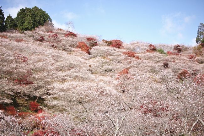 紅葉前線が、あっという間に駆け抜けていく。<br /><br />2年ぶりに、川見の里の四季桜と紅葉を見てきました。<br />山全体に1200本の四季桜が植えられていて、全国的にも珍しい紅葉とのコラボが楽しめれる。<br /><br />四季桜は、年に二度開花する。エドヒガンとマメザクラの交雑種と考えられている。<br />一重で小さいので、春の桜より、寂しい感じは否めない。<br /><br /><br />小原観光協会HP<br /><br />http://www.kankou-obara.toyota.aichi.jp/?cat=4<br /><br />四季桜まつりは、11月30日までです。