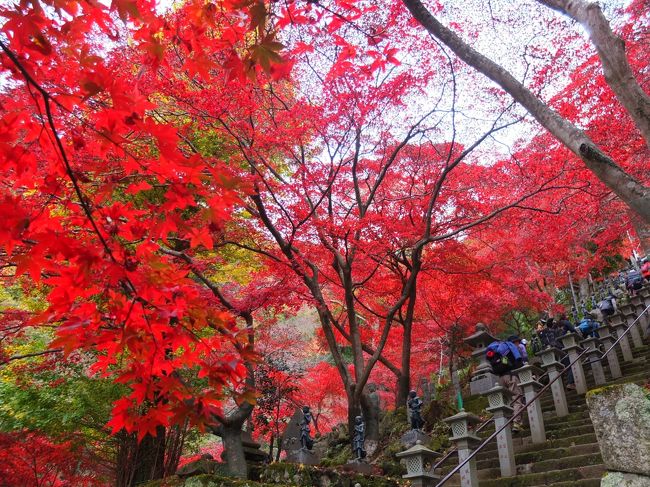 相模・大山詣でと紅葉狩り