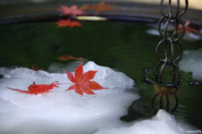 １１月２４日、真冬並みの寒気と南岸低気圧の影響で関東では早朝から雪となり、１１月に東京都心で初雪が観測されたのは54年ぶりだとか。<br />我が家の辺りでも積雪が見られたものの、翌日は晴れとなり雪もほとんど解けてしまいそう。<br />そんな中、ひょっとして「雪と紅葉」が楽しめるかも知れないと鎌倉へ出掛けてみました。<br /><br />この日のコースは、<br />北鎌倉駅→円覚寺→東慶寺→浄智寺→建長寺→鶴岡八幡宮→鎌倉宮→覚園寺→妙本寺→大巧寺→鎌倉駅です。