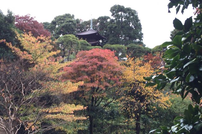 祝日のランチに椿山荘へ出かけました。<br />途中で、紅葉も楽しみました。<br /><br />