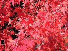 秋の東山動植物園　紅葉とかわいい動物に癒される　星が丘テラス THE KITCHENでお買い物