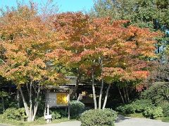 紅葉　　ＩＮ　日本庭園