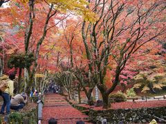 紅葉ツアー　滋賀へ日帰りバスツアー参加してきました