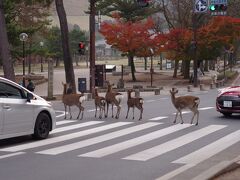 338 シーズンラストの紅葉・奈良公園