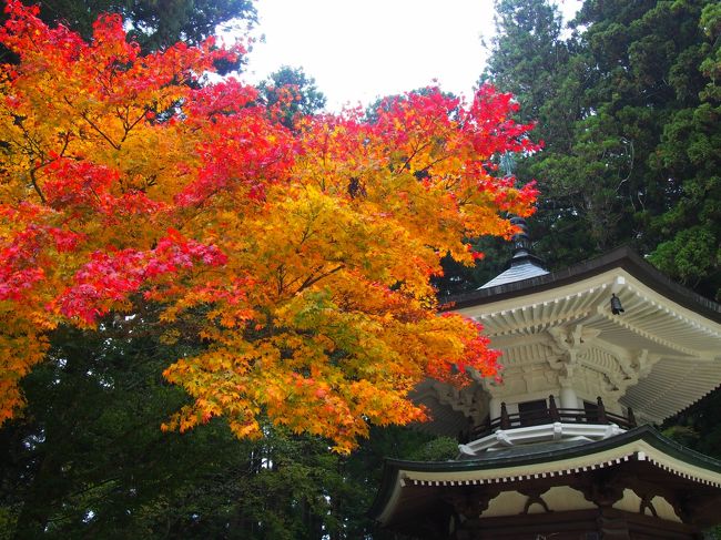 今年はずっと忙しい。恒例となっている主人孝行の紅葉狩りも11月末には娘が孫を連れてくるので行けそうにない。<br />今年はいけないと伝えていたが、行きたい行きたいと駄々をこねる。<br />そしてＴＶからは、『高野山の紅葉は今週末が見頃です～(^O^)／』なんて、どの番組を見てもやっている。<br />土曜の昼に思い立って、じゃ～明日高野山に行こう！と決定。<br /><br />関西の他の名所より2週間から20日ほど紅葉が早い高野山。5日の土曜日ならピーカンで天気も良かったんですが<br />思い立ったのが土曜日なので仕方なし、日曜は天気がいまいちの高野山でした。