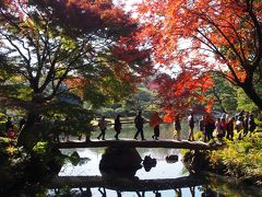 都内紅葉巡り 小石川後楽園、旧古河庭園、六義園　見頃続いてます！