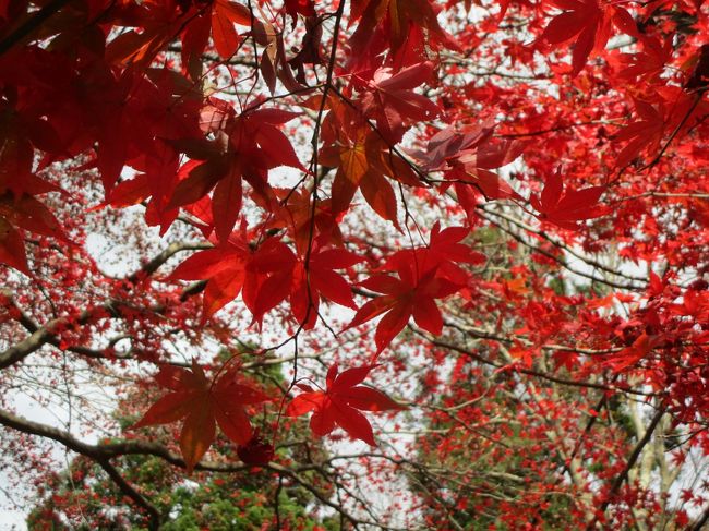 11月24日の関東地方の54年ぶりの積雪の雪がまだ残っている中での紅葉を、<br />見に行きました。紅葉の時期を少し過ぎていましたが、とてもきれいでした<br />特に、大山寺は、もみじの赤がとてもきれいでした。