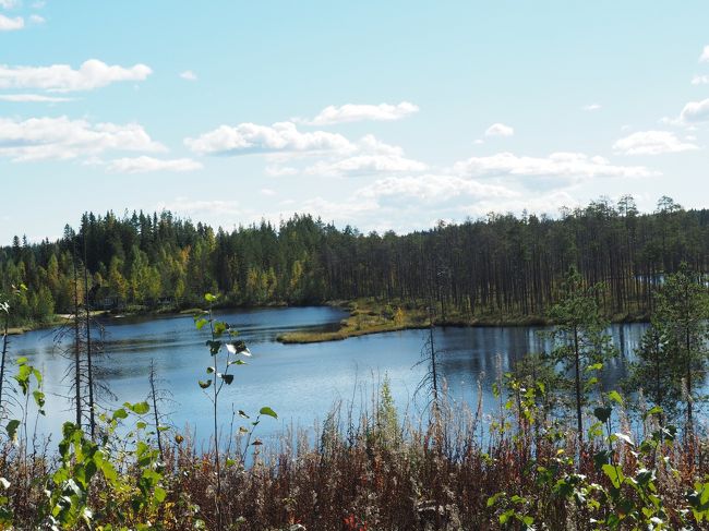 ノルウェー ・フィヨルド観光 と フィンランド、タリン　１６日間　【７】フィンランド・コリ国立公園へ