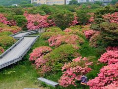 那須 in 2016　１　八幡のツツジ