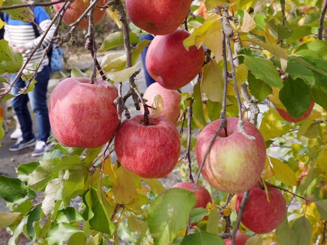 カミさんの兄弟でリンゴの樹のオーナーとなっています。そのリンゴの木の有るところは、長野県喬木村。飯田市の東に位置する村です。これまでもリンゴの木のオーナーを続けて来ましたが、これまでお世話になったリンゴ農家さんは、高齢でオーナー制度に応じるのを辞められました。<br />今年もリンゴの木のオーナーとなりましたが、「こおろぎ」と言う新しいリンゴ農家さんとなりました。<br />三家が結集する場所はＪＡファームたかぎ店の駐車場となっていました。<br /><br />2013年と2014年に喬木村のりんごの木のオーナーとなりました。それが、2015年はオーナーになっていません。何故オーナーにならなかったのか、思い当たりません。それまでのりんご農家が84歳と、高齢でりんご農家を続けて行くのが無理だと言われ、申込をやめてしまったのかも知れません。<br />2013年と2014年のブログを見てみますと、2013年は150個余り、2014年は300個ほどとなっています。りんごの木は1本が20,000円です。沢山収穫できるか否かはお天気次第です。2013年は台風が飛来したと書いて有りました。ある意味、博打のようなものです。それでも、今回は子供たちに収穫の喜びを味あわせてやる事が出来ました。<br />りんご農家に聞きましたが、今回のりんごの木は30年ほどの樹齢だそうでした。春、花が咲いて受粉させ、余分な実は摘花。そして、消毒もあるのでしょう。そのような手間の事を考えたら割りに合わない仕事なのかも知れません。<br />兄弟、三家での共有です。1軒のウチで300個近くが収穫できるよりも、それぞれの家庭に分配する。それが良いのかも知れません。<br />