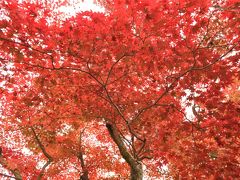 ３年連続　京都の紅葉散策