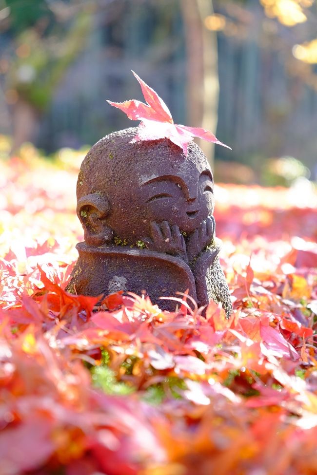 晩秋の京都の紅葉を追いかけてー再びお地蔵さまに会いに圓光寺へ＜前編＞