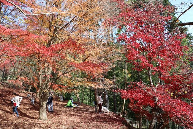 天気予報では26日(土)は晴れ、27日(日)は一日中雨とのこと。<br />この雨で落葉し、今年の紅葉狩りも最後と思い、インターネット(ウォーカープラス)でまだ紅葉見頃の兵庫県 龍野に出かけてきました。<br />先週もそうですがインターネットの紅葉情報はあてにならず、見頃のはずがほぼ終盤でした。<br />それにしてもまだ紅葉したカエデの木が何本かあり、快晴の下紅葉を楽しむことができました。<br />今回は、たつの市の紅葉谷、聚遠亭と東山公園、それと宍粟の最上山公園の4カ所を回ってきました。<br />春の桜もきれいですが、紅葉もとてもきれいです。<br />四季のある日本は本当にきれいだと思います。<br />それにしても今年の紅葉見学は、インターネットの紅葉情報に惑わされ、時期を逸してしまい、大反省の年になってしまいました。<br />ただ今年の紅葉は、一気に紅葉し見頃が早く終わったような気がします。