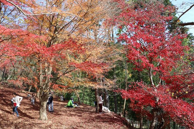 天気予報では２６日(土)は晴れ、２７日(日)は一日中雨とのこと。<br />この雨で落葉し、今年の紅葉狩りも最後と思い、インターネット(ウォーカープラス）でまだ紅葉見頃の兵庫県　龍野に出かけてきました。<br />先週もそうですがインターネットの紅葉情報はあてにならず、見頃のはずがほぼ終盤でした。<br />それにしてもまだ紅葉したカエデの木が何本かあり、快晴の下紅葉を楽しむことができました。<br />今回は、たつの市の紅葉谷、聚遠亭と東山公園、それと宍粟の最上山公園の4カ所を回ってきました。<br />春の桜もきれいですが、紅葉もとてもきれいです。<br />四季のある日本は本当にきれいだと思います。<br />それにしても今年の紅葉見学は、インターネットの紅葉情報に惑わされ、時期を逸してしまい、大反省の年になってしまいました。<br />ただ今年の紅葉は、一気に紅葉し見頃が早く終わったような気がします。